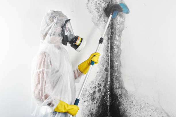 Professional Mold Removal in Grand Canyon Village, AZ