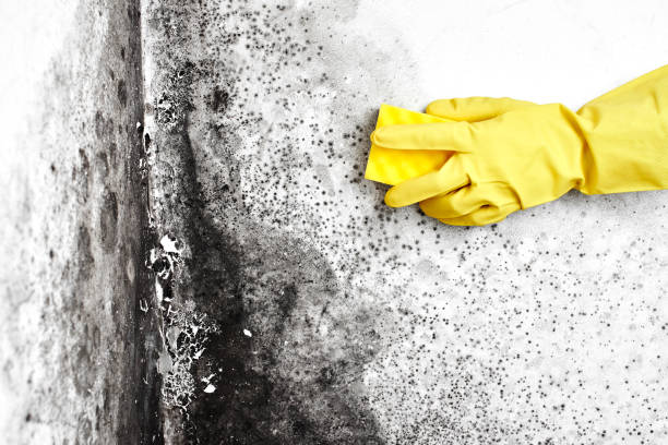 Best Biohazard Mold Removal  in Grand Canyon Village, AZ